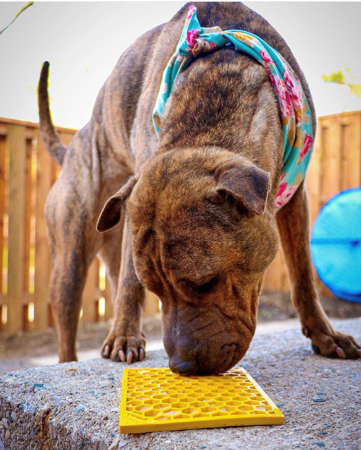 SodaPup Honeycomb eMat — Enrichment Lick Mat
