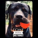 WUNDERball — Rubber Fetch Ball