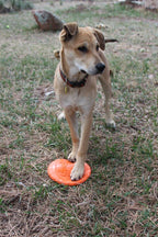 SodaPup Bottle Top Flyer — Rubber Fetch Disc