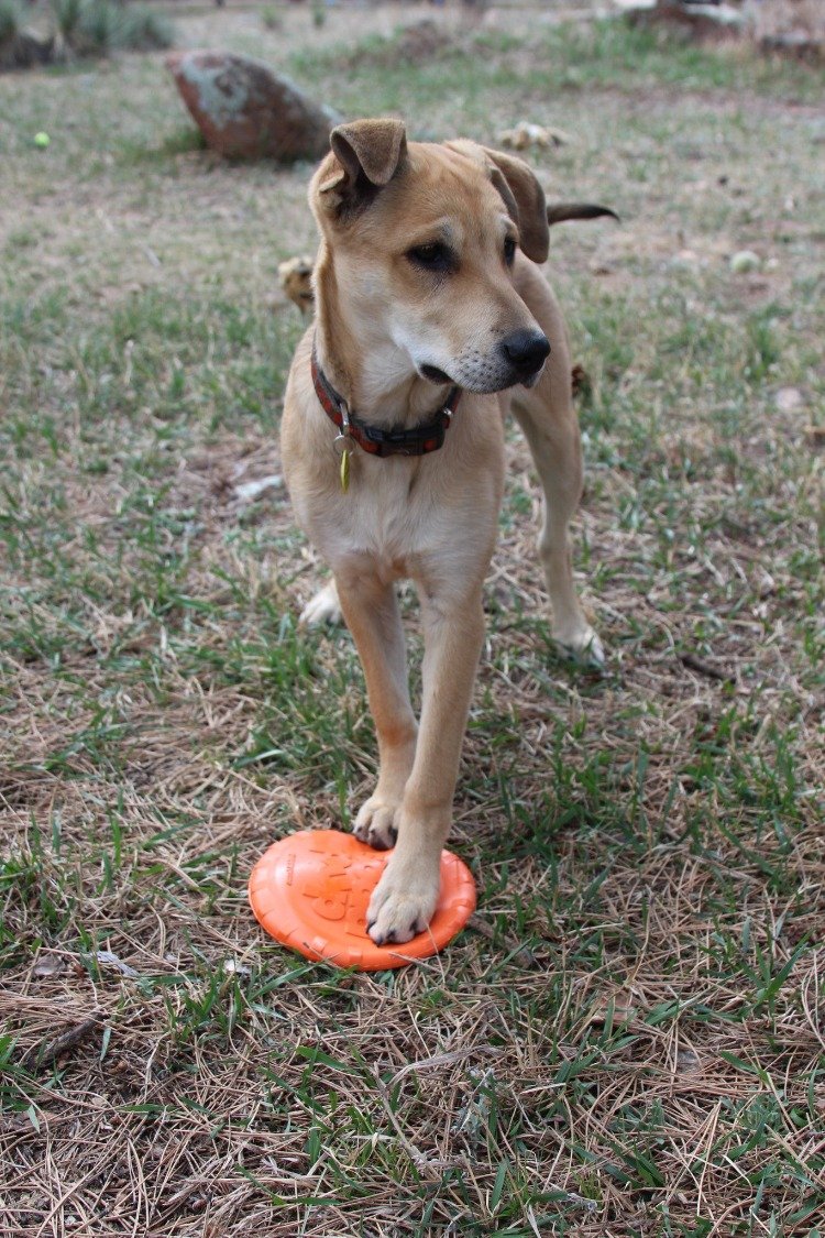 SodaPup Bottle Top Flyer — Rubber Fetch Disc