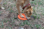 SodaPup Bottle Top Flyer — Rubber Fetch Disc