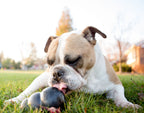 KONG Extreme — Treat-Stuffing Dog Toy