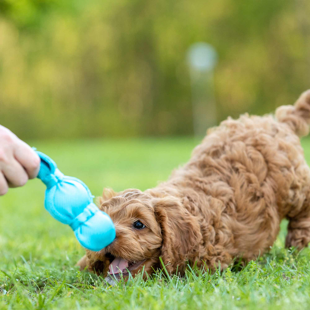 KONG Wubba — Tug & Fetch Toy